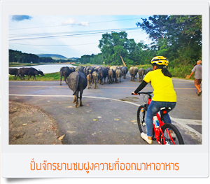 ทัวร์ปั่นจักรยานชุมพร