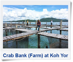 Crab bank at Baan Koh Teab