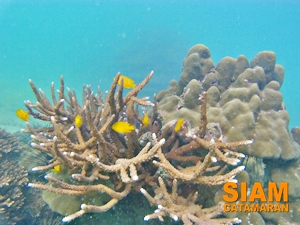 หมู่เกาะกำ
