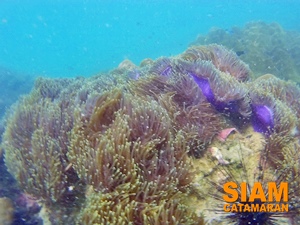 หมู่เกาะกำ