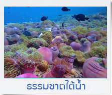 วัดถ้ำเขาพลู