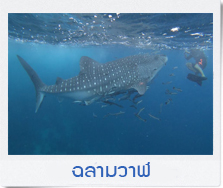 กินปูห้อยขา